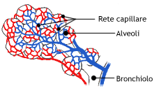 Struttura degli alveoli
