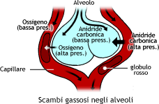 Scambi gassosi negli alveoli