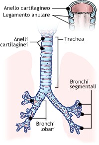 Trachea e bronchi