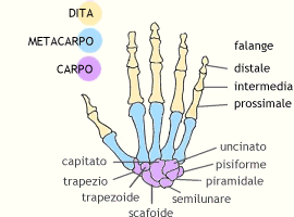 Ossa della mano